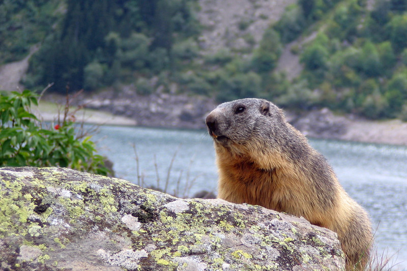 marmotte2.jpg