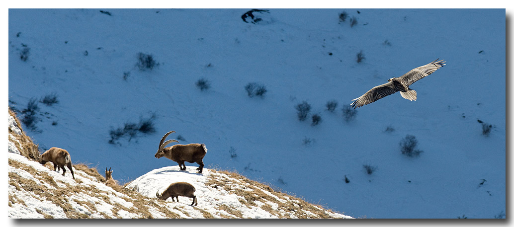 Pano.jpg - Gypaete barbu ; bearded vulture ; Gypaetus barbatus