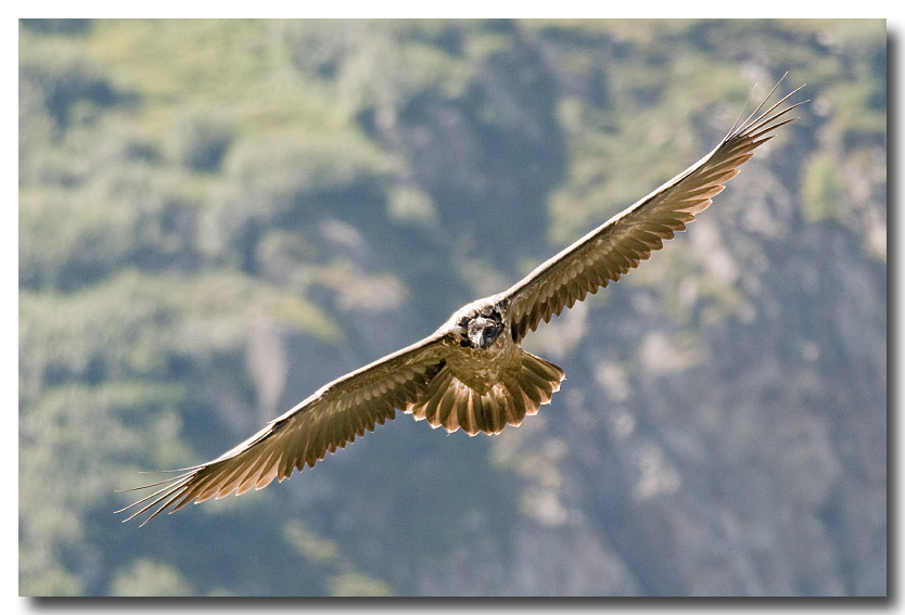 DSC_6658-Modifier.jpg - Gypaete barbu ; bearded vulture ; Gypaetus barbatus