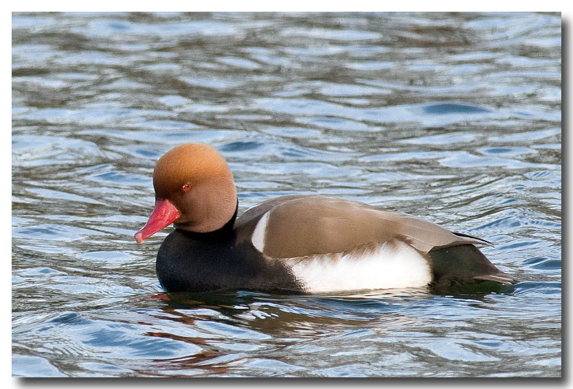 DSC_7506-Modifier.jpg - Nette rousse